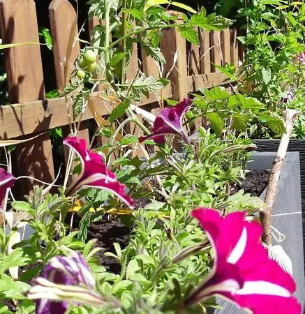 דירה L'escale Honfleuraise *